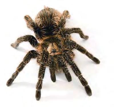 Tarantulas are very large, black spiders that are usually covered with hair. People fear these creatures because they look as if they might have a dangerous sting.