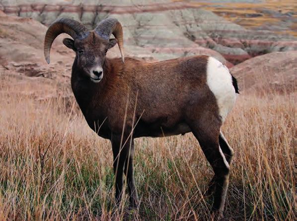 12 You probably can tell why these sheep are called bighorn sheep. They have huge curled horns that can measure 30 inches. It takes eight years for these horns to grow in!