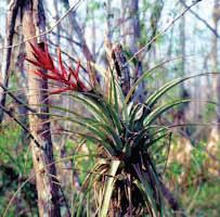 Knowing how mosquitoes breed and their requirements to survive is all important to understanding the potential role that bromeliads might play in the spread of mosquito borne diseases.
