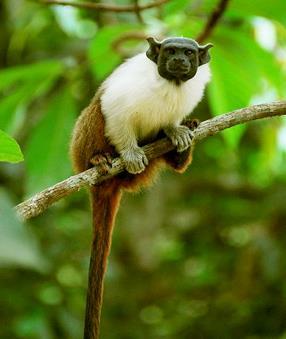 Color Vision in Monkeys Species: Roloway