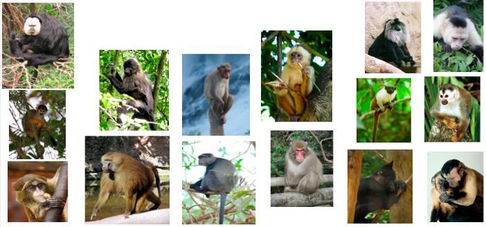 Question - Why do most New World Monkeys have dichromatic