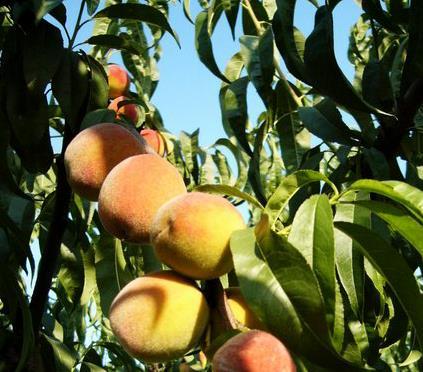 Which peaches are ripe? A. A B. B C.