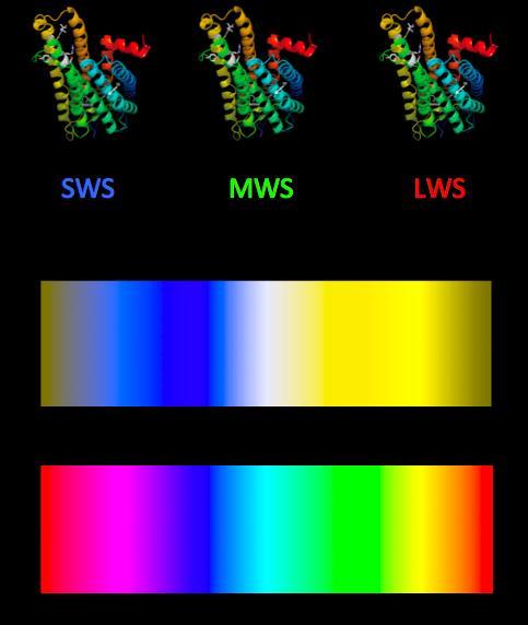 The Role of Opsins There are three types of opsins: Short Wave Sensitive (SWS) Medium Wave Sensitive (MWS) Long Wave Sensitive (LWS) An
