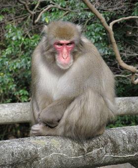vision Species: Black Squirrel Monkey Lives: