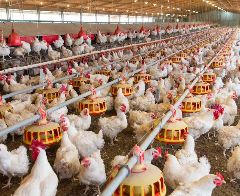 Complete Solutions for BROILER BREEDERS Global