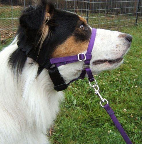 Tender Lead Head Halter The Tender Lead creates relaxation and calmness by gentle pressure to appropriate reflex points behind a dog's ears and on his muzzle.