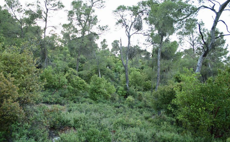 170 DAMHOUREYEH et al.: Reptiles and Amphibians in Dibbeen Nature Reserve, Jordan Fig. 1. Habitat of Dibbeen Nature Reserve showing mixed pine and oak trees.