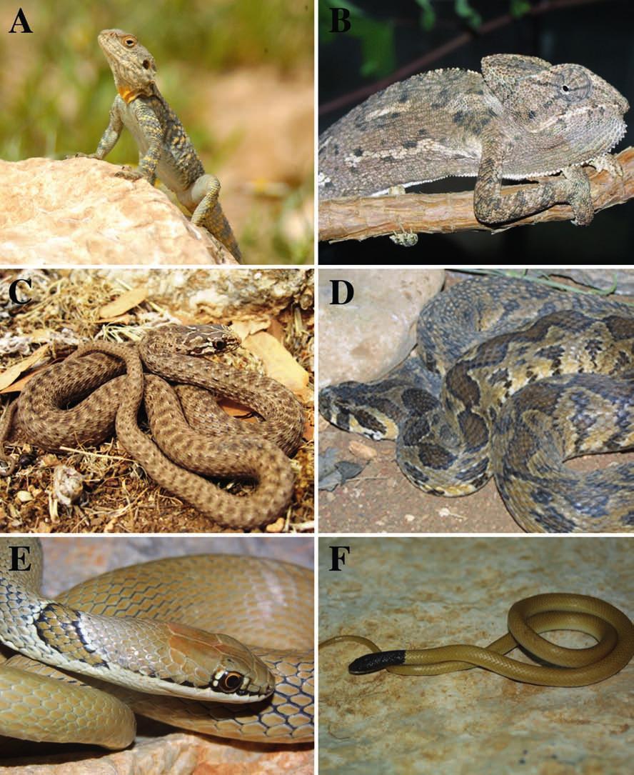 Vertebrate Zoology 59 (2) 2009 175 Fig. 4. Reptiles from Dibbeen Nature Reserve. A. Laudakia stellio. B. Chamaeleo chamaeleon. C. Malpolon monspessulanus. D. Vipera palaestinae. E. Coluber rubriceps.