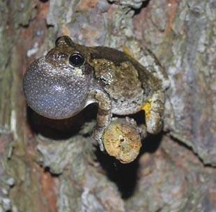 Amphibian disease surveys conducted by DoD PARC members in 2009 and 2011 help to keep the Spring Peeper common on Navy installations. Joe Mitchell necessary.