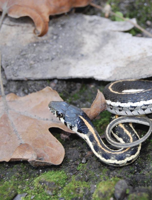 Black-necked Garter Snakes, found in secure populations on military lands, are among the