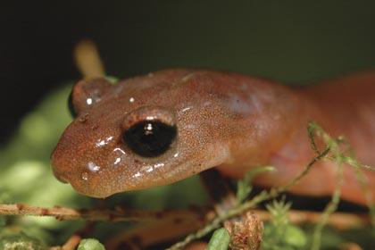 originally formed in 2009 to provide leadership, guidance, and support for the conservation and management of amphibians and reptiles on military lands.