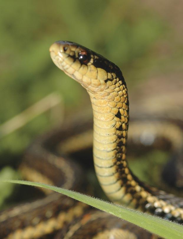 This Northwestern Garter Snake was observed during an