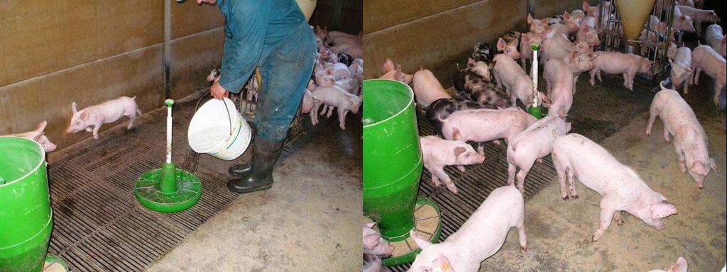 With acute diarrhea we mix 3 liters ANK with 3-litres water and give it the piglets to drink.