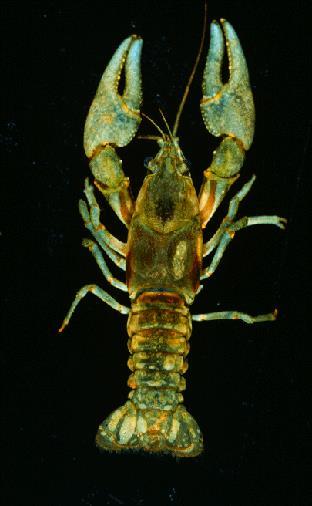 Rusty Crayfish Identification