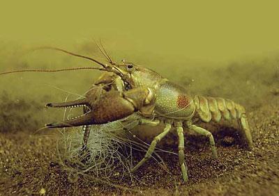 Rusty Crayfish: Control Trap them!