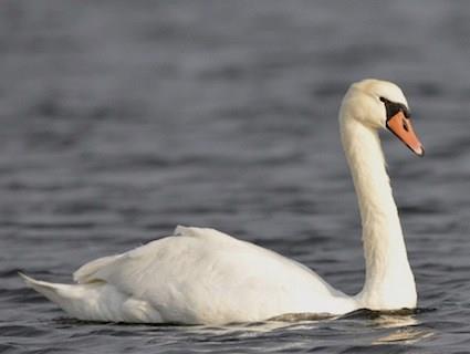 Mute Swans *Invasive Originally from Europe, mute swans were brought to the U.S. in the 1800s.