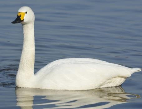 Swan B