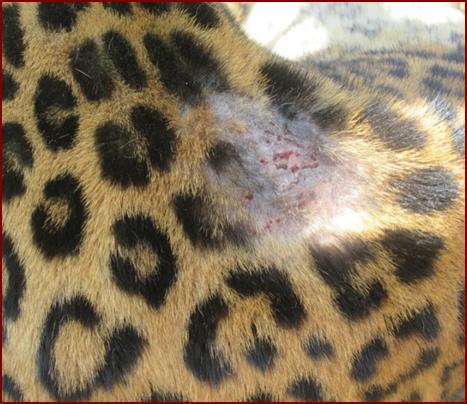 Fig.3: Photograph showing fungal dermatitis in dorsum, before treatment of a Leopard (Panthera pardus) Fig 5: Photograph showing fungal dermatitis in eyelids, before treatment in a Brown Fish Owl