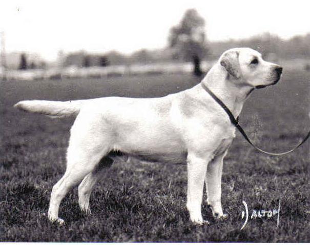 Allenie from the beginning It was back in 1976 when Anthony was 5 years old that it was decided that a dog should join the family and a Labrador fitted the bill.
