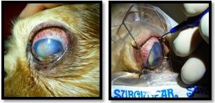 Cataract removal in dogs: the surgical techniques. J. of Vet. Med. 859-66. Fig.1.