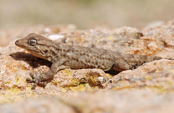 We started by turning a few stones and found lots of Moorish Gecko Tarentola mauritanica of various shades and patterns.