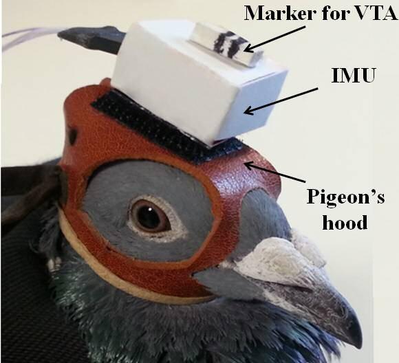 Noor Aldoumani Chapter 6 Figure 6-7 IMU placement on the pigeon s head. a custom made leather hood is used to velcromount the IMU to the pigeons head without obscuring its field of view. 6.5 VALIDATION OF THE NEW SYSTEM Even with the limitations described previously, VTA is the gold-standard tracking method used to record behavioural responses in the yaw plane.