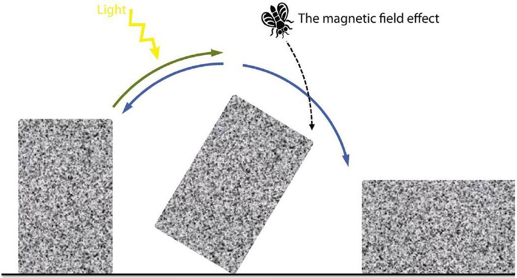 Noor Aldoumani Chapter 1 Figure 1-12 A granite block analogy can enable an understanding of how a radical pair-based mechanism may theoretically be used to sense Earth-strength magnetic fields [56].