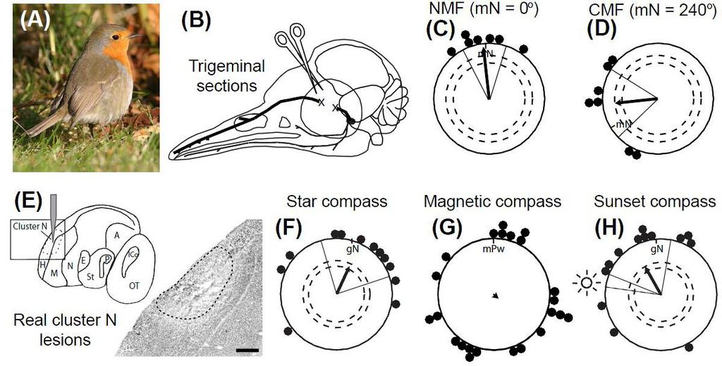 Noor Aldoumani Chapter 1 Figure 1-14 Cluster N is necessary in birds to enable orientation with respect to their magnetic compass (A) The European robin.