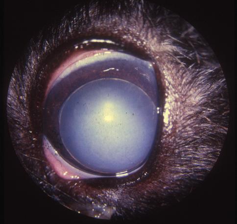 In this breed pulverulent nuclear cataracts have also been reported as inherited (see Figure 85). 42: Hereditary cataract in a Golden Retriever.