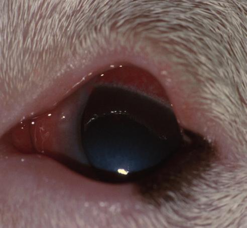 At present, congenital cataract in the Miniature Schnauzer is the only congenital inherited cataract included in the Eye Scheme; the remainder are all non-congenital types and, as some of them have a