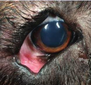 eye, macropalpebral fissure and lagophthalmos.