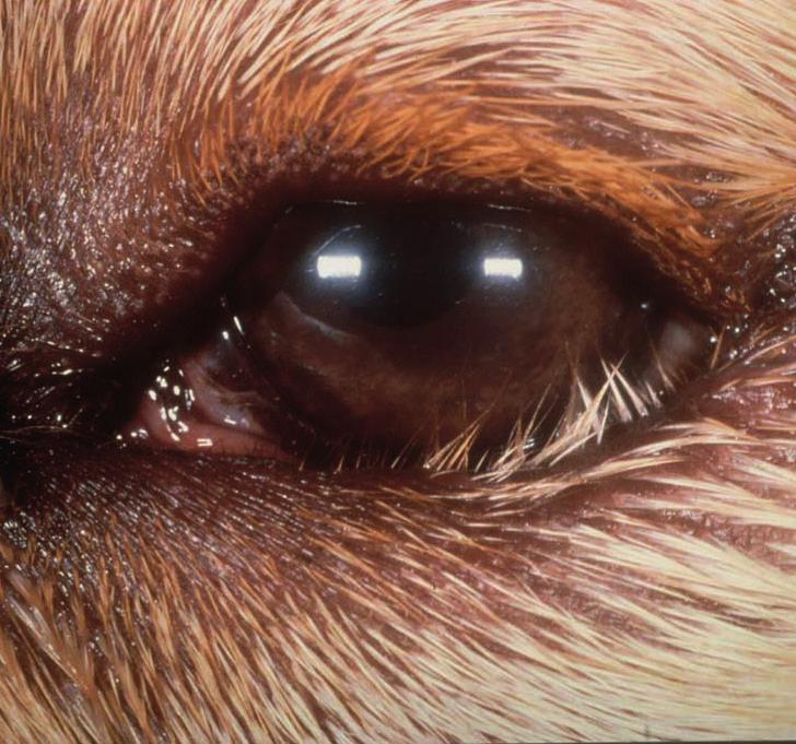 55: Persistent pupillary membrane.