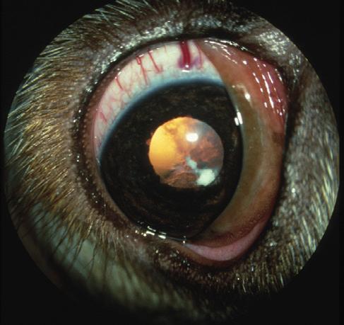 57: Congenital hereditary cataract and uveitis in a Golden Retriever.