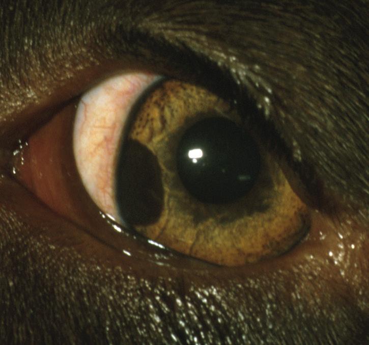 German Shepherd Dog corneal arcus (arcus
