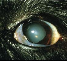 84: Labrador Retriever iris melanoma.