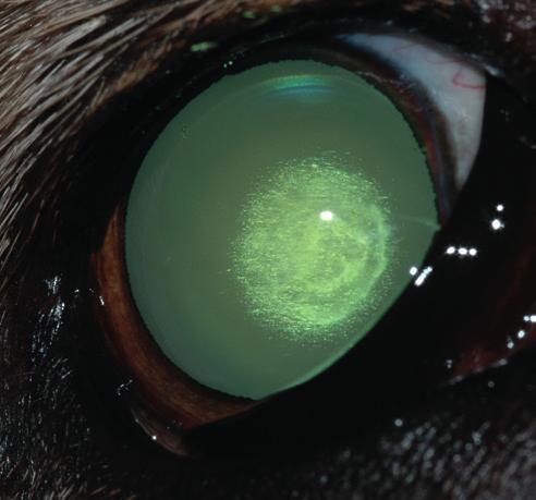 non-inherited, cataract in an aged Labrador
