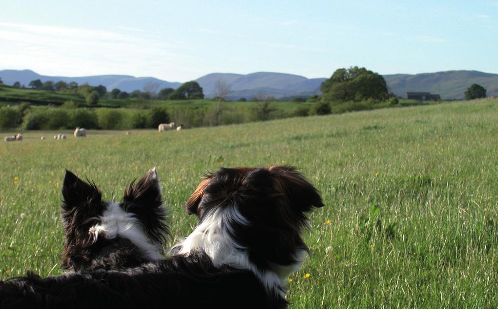 Hereditary eye disease in dogs PART I Clinical Examination for inherited eye disease By Sheila Crispin The main purpose of the British Veterinary Association/Kennel Club/International Sheep Dog