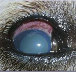 This eye is more heavily pigmented than the one pictured on the left and the scleral shelf is obscured by pigment. 16: Goniodysgenesis in a Flat Coated Retriever.