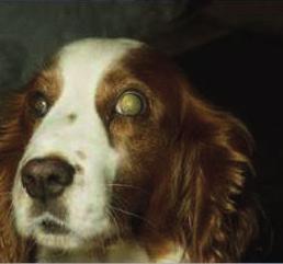 17: Welsh Springer Spaniel goniodysgenesis. Primary closed angle glaucoma (PCAG)/primary angle closure glaucoma (PACG): In the normal dog, the ciliary cleft entrance is between 1.