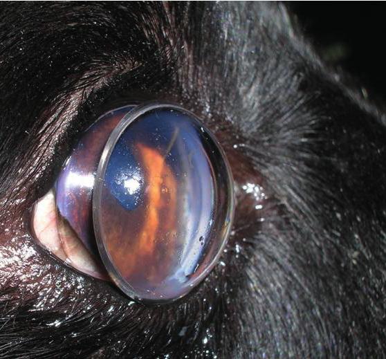 Pectinate ligament abnormality with, or without narrowing of the iridocorneal angle, is referred to as goniodysgenesis.