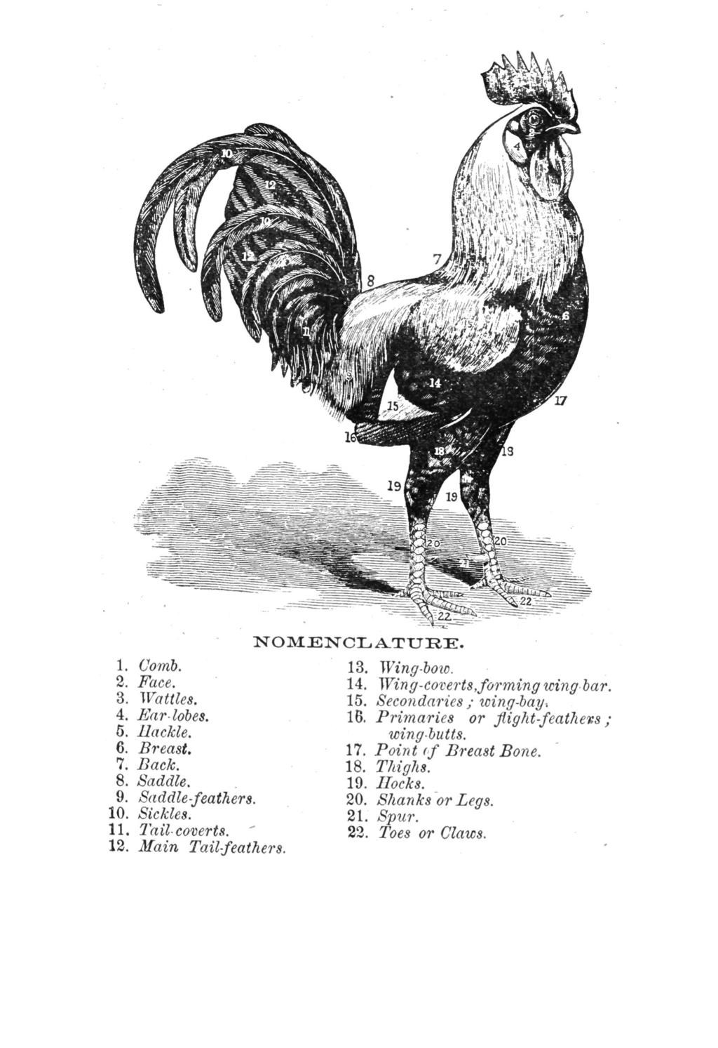 1. (Jomb. 2. Face. 3. Wattles. 4. Ear-lobes. 5. Hackle. 6. Breast. 7. Back. 8. Saddle. 9. Saddle-feathers. 10. Sickles. 11. Tail-coverts. ' 12. Main Tail-feathers. NOMENCIj A.TXJRE. 13. Wing-bow. 14.