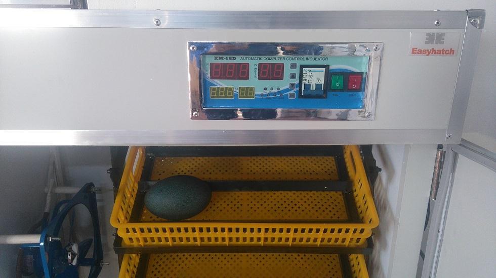 Emu s Fully automatic combination incubators with smart technologies designed to hatch emu eggs.