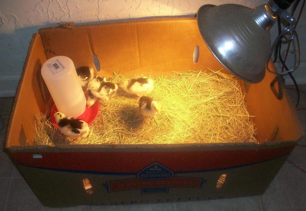 Making a Brooder Box: Part 1 A brooder is a warm and dry box for the baby chicks If you purchased the care package, the box it came in can act as a brooder for the first few week of life The brooder
