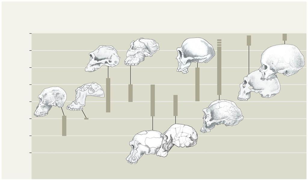 Millions of years ago Figure 34.45a 0 0.5 Paranthropus robustus Paranthropus boisei Homo ergaster?