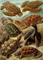 Amniote Diversity Two main extant lineages 1. Mammals (derived Synapsids) 2. Reptiles 1. Chelonia (turtles) 2. Archosaurs (crocodilians + birds) 3.