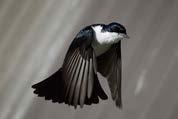 Modern Birds All of these intimately associated with evolution of flight Flight is plesiomorphic for