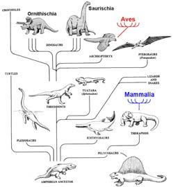 Summary: Reptilia Dominated terrestrial environments in Mesozoic Currently represented by lineages
