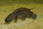 Monotremes/ Protherians Platypus & Echidna Australia, New Guinea (fossils in Argentina) Five species 1.