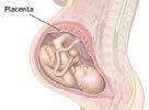 Placentals: Eutheria Embryo attaches itself to the uterus via a large