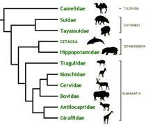 capable of flight Only terrestrial mammals found on oceanic islands Clade IV: Laurasiatheria Carnivora Dogs & foxes, skunks, weasels, raccoons, bears, seals, cats, mongooses, hyenas, civets Most